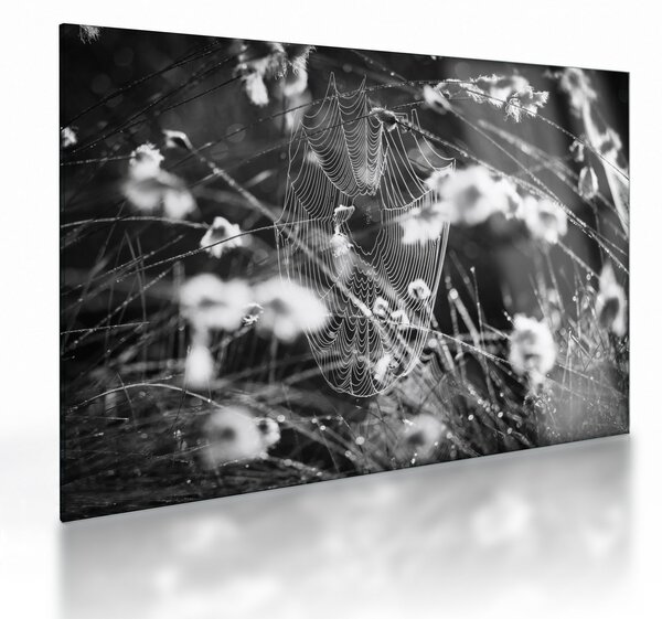Obraz na szkle - Pajęczyna na łące (70x50 cm)