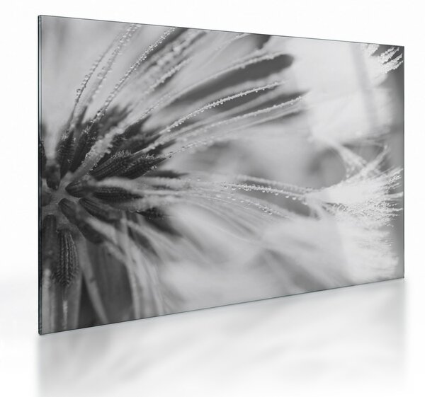 Obraz na szkle - Mlecz (70x50 cm)
