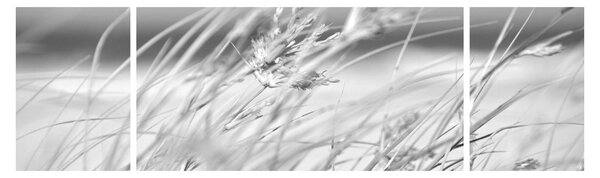 Obraz - Trawa plażowa (170x50 cm)