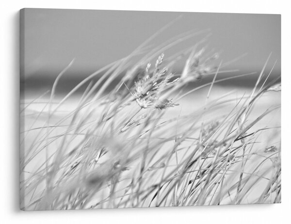 Obraz - Trawa plażowa (70x50 cm)