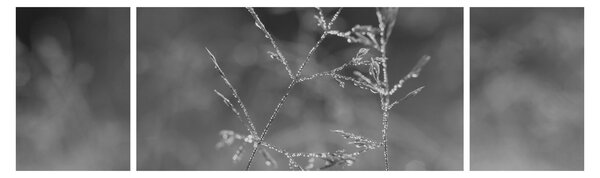 Obraz - Wiejska łąka (170x50 cm)