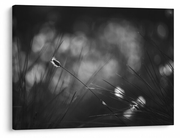 Obraz - Trawa łąkowa (70x50 cm)