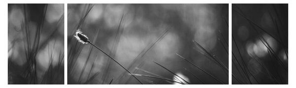 Obraz - Trawa łąkowa (170x50 cm)