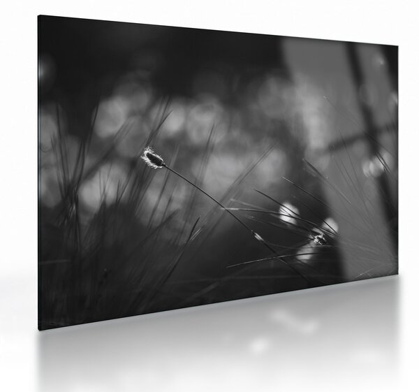 Obraz na szkle - Trawa łąkowa (70x50 cm)