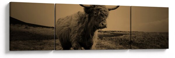 Obraz - Szkocka krowa na wolności (170x50 cm)