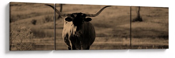 Obraz - Krowa z Teksasu (170x50 cm)