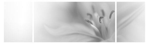 Obraz - Delikatna lilia (170x50 cm)