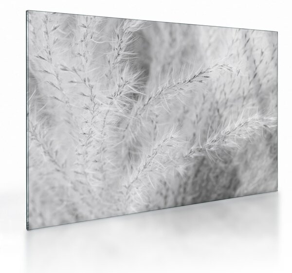 Obraz na szkle - Trawa pampasowa N⁰1 (70x50 cm)
