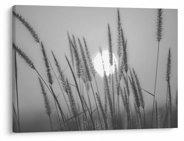 Obraz - Łąka o zachodzie słońca (70x50 cm)