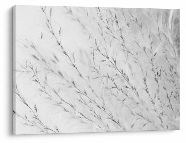 Obraz - Trawa pampasowa N⁰2 (70x50 cm)