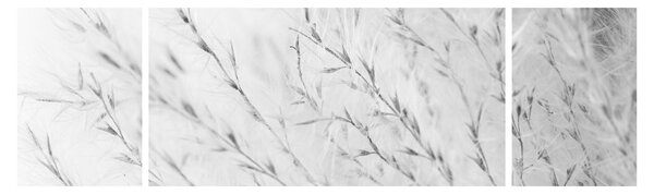 Obraz - Trawa pampasowa N⁰2 (170x50 cm)