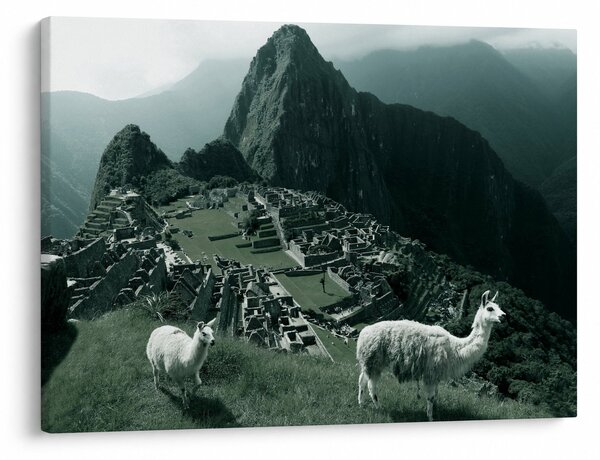 Obraz - Lamy w Machu Picchu w Peru (70x50 cm)