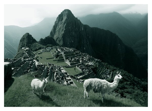 Obraz na szkle - Lamy w Machu Picchu w Peru (70x50 cm)