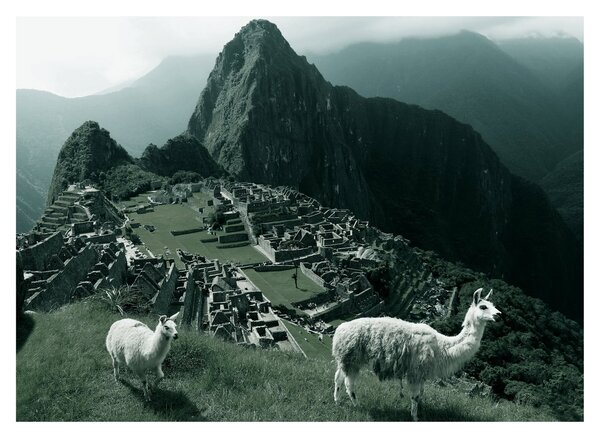 Obraz - Lamy w Machu Picchu w Peru (70x50 cm)