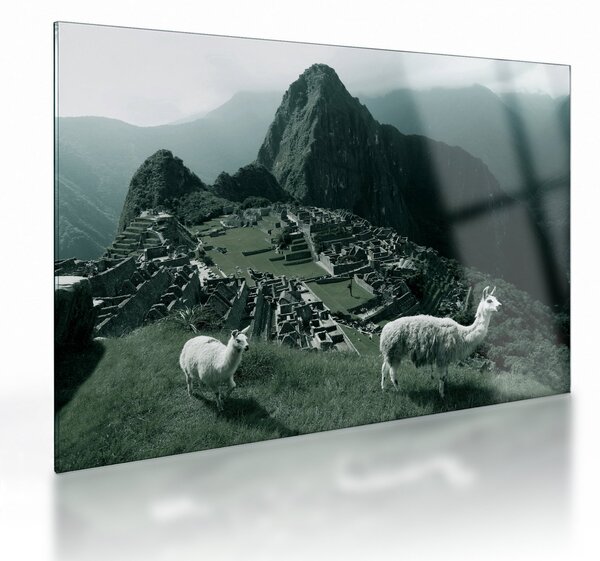 Obraz na szkle - Lamy w Machu Picchu w Peru (70x50 cm)