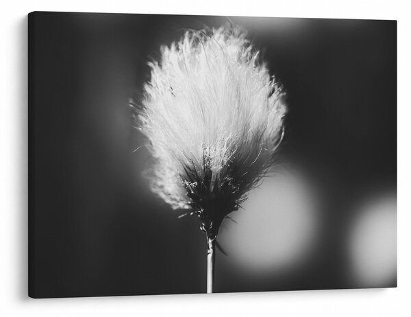 Obraz - Czarno-biała trawa bawełniana (70x50 cm)