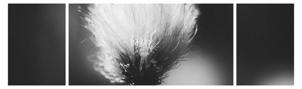 Obraz - Czarno-biała trawa bawełniana (170x50 cm)