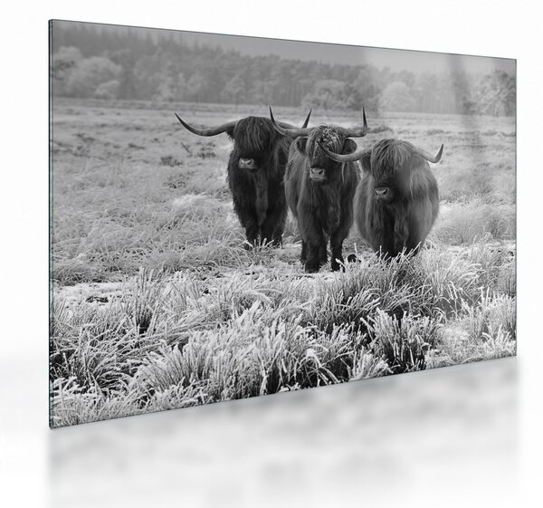 Obraz na szkle - Szkockie krowy (70x50 cm)