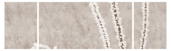 Obraz - Oset w zimie (170x50 cm)