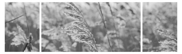 Obraz - Trawa na wietrze (170x50 cm)