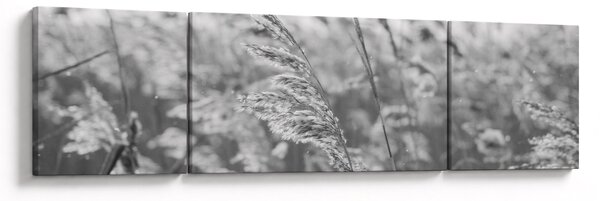 Obraz - Trawa na wietrze (170x50 cm)