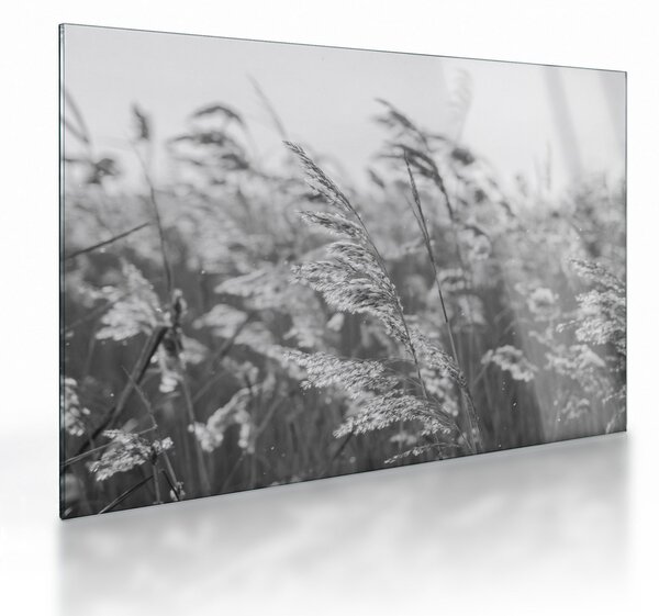 Obraz na szkle - Trawa na wietrze (70x50 cm)