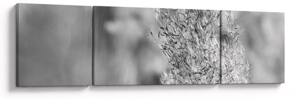 Obraz - Trawa pampasowa Boho (170x50 cm)