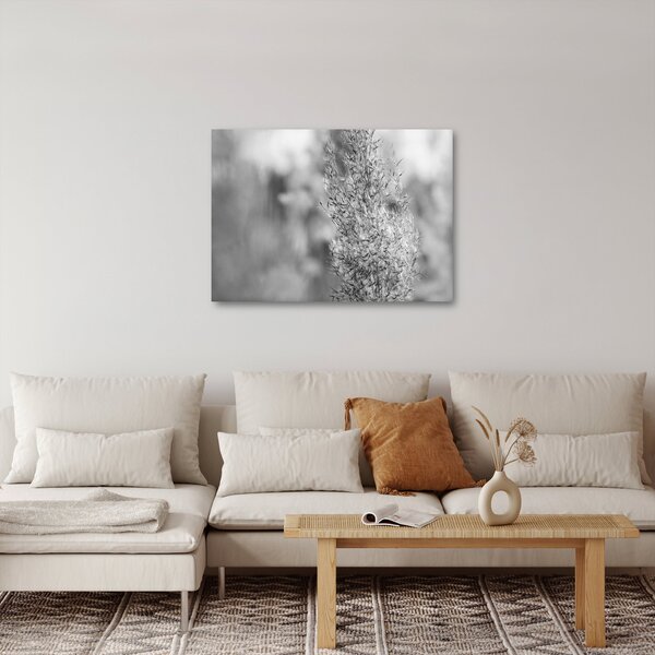Obraz - Trawa pampasowa Boho (70x50 cm)