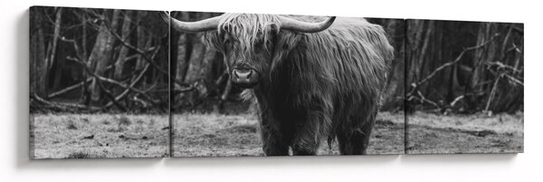 Obraz - Szkocka krowa (170x50 cm)