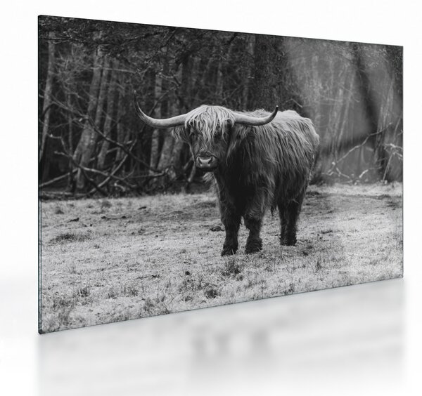 Obraz na szkle - Szkocka krowa (70x50 cm)