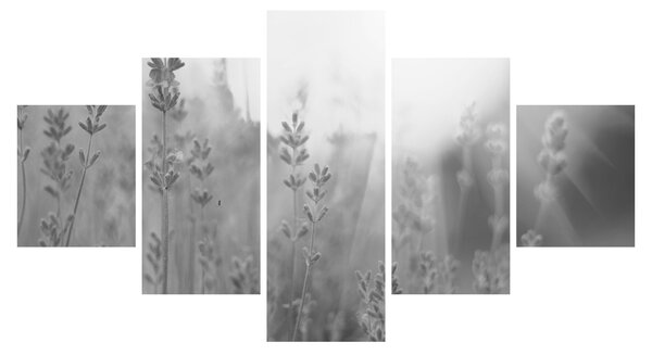 Obraz - Lawenda (125x70 cm)