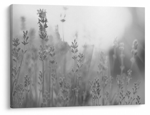 Obraz - Lawenda (70x50 cm)