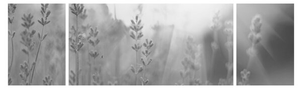 Obraz - Lawenda (170x50 cm)