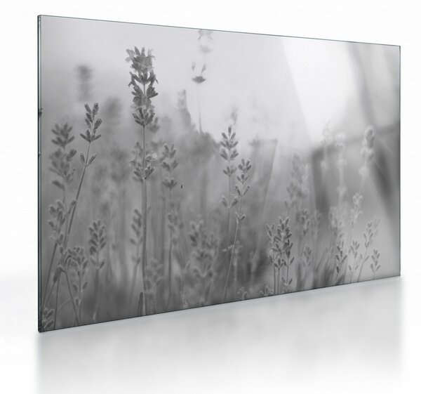 Obraz na szkle - Lawenda (70x50 cm)