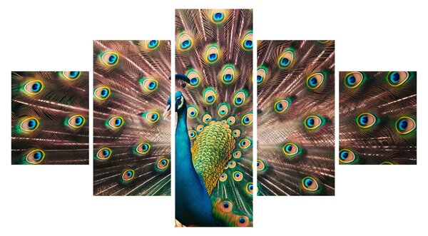 Obraz - Paw (125x70 cm)