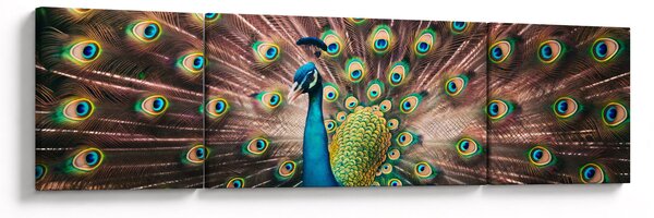 Obraz - Paw (170x50 cm)