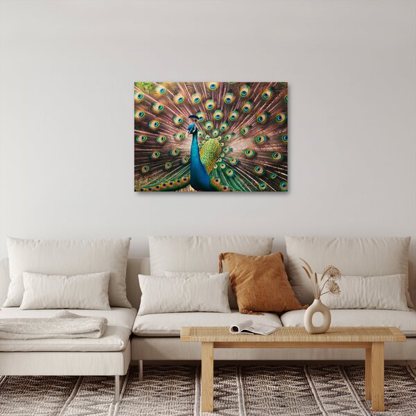 Obraz - Paw (70x50 cm)