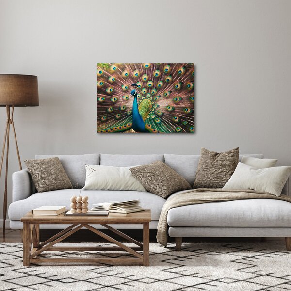 Obraz - Paw (70x50 cm)