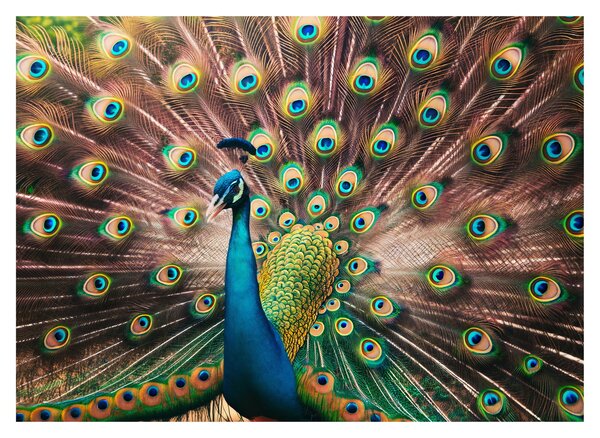 Obraz - Paw (70x50 cm)