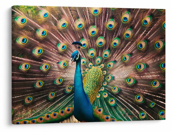 Obraz - Paw (70x50 cm)