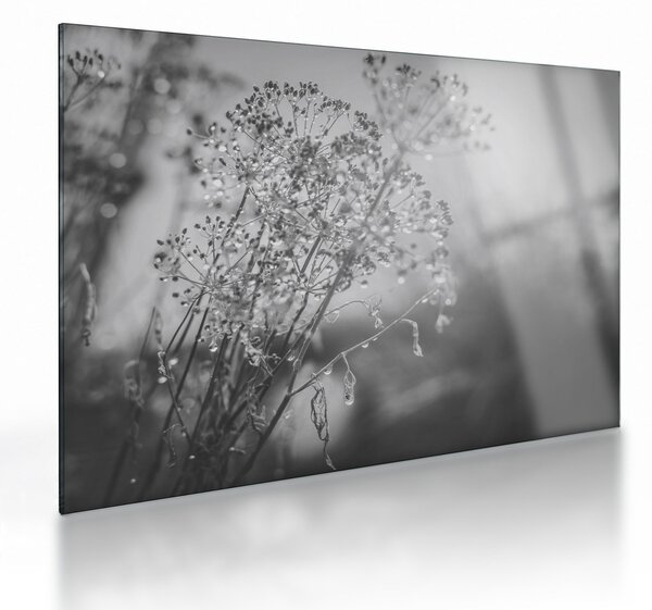 Obraz na szkle - Łąka po deszczu (70x50 cm)