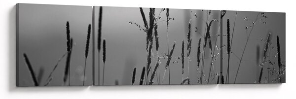Obraz - źdźbła trawy (170x50 cm)