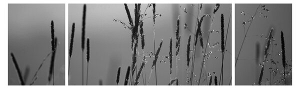 Obraz - źdźbła trawy (170x50 cm)