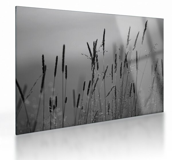 Obraz na szkle - źdźbła trawy (70x50 cm)