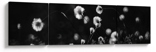 Obraz - Łąka z trawą bawełnianą N⁰1 (170x50 cm)