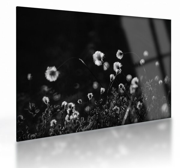 Obraz na szkle - Łąka z trawą bawełnianą N⁰1 (70x50 cm)