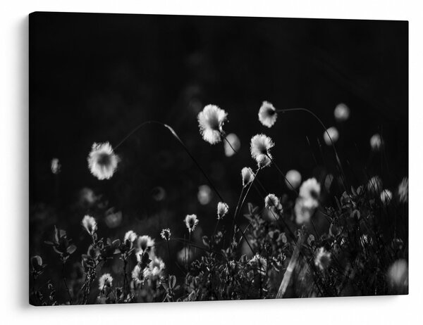 Obraz - Łąka z trawą bawełnianą N⁰1 (70x50 cm)