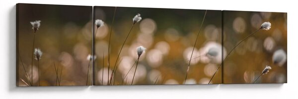 Obraz - Łąka z trawą bawełnianą N⁰2 (170x50 cm)