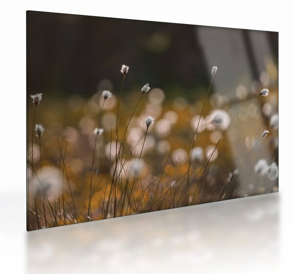 Obraz na szkle - Łąka z trawą bawełnianą N⁰2 (70x50 cm)