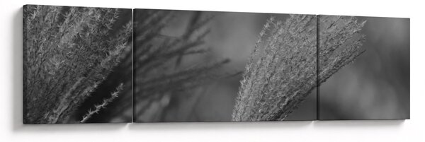 Obraz - Suszona trawa pampasowa (170x50 cm)